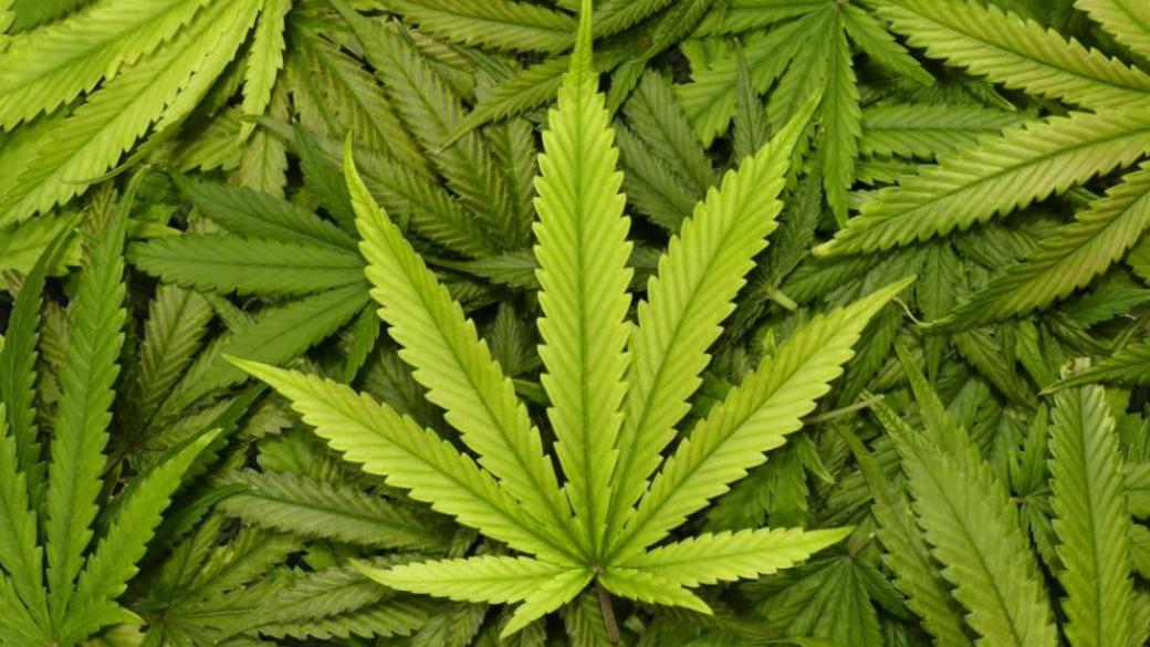 легализовали в чехии марихуану
